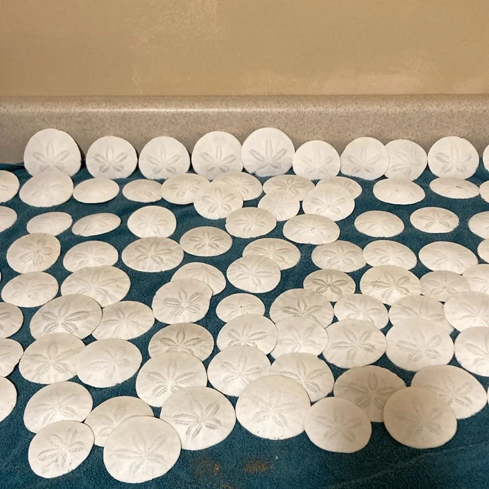12 Real sand dollars